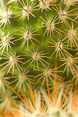 Image showing Cactus closeup