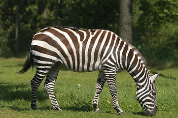 Image showing Eating Zebra