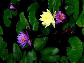 Image showing STUNNING LOTUS FLOWERS