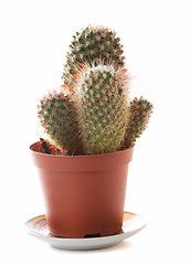 Image showing Cactus
