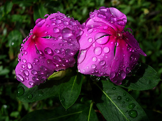 Image showing VIBRANT FLOWERS