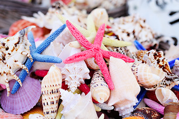 Image showing Sea shells