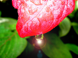 Image showing SHINY DROPLET