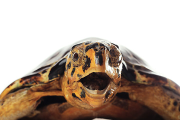 Image showing Turtle