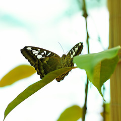 Image showing Butterfly on leave