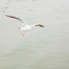 Image showing Seagull in flight