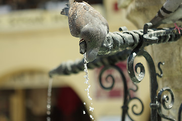Image showing Pigeon drinking water