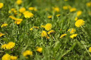 Image showing Dandelion field