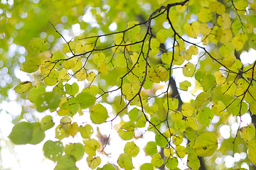 Image showing Autumn tree branch with leaves