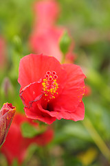 Image showing Red flower