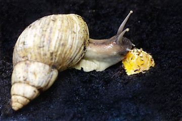 Image showing Snail eating orange