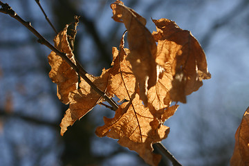 Image showing Autumn leaf