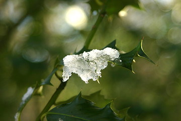 Image showing Melting snow