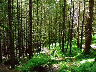 Image showing green forrest