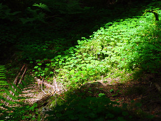 Image showing bed of clows