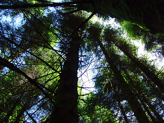 Image showing pine trees