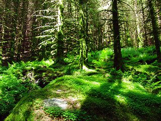 Image showing green pinetree forest