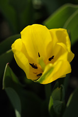 Image showing Tulip bud