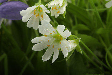 Image showing White wildflower bud