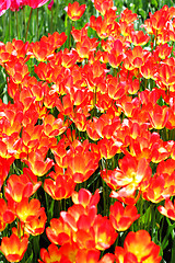 Image showing Floral backgroung fiery red tulips