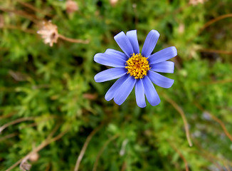 Image showing 3D Flower