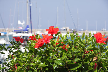 Image showing Red flowers bush