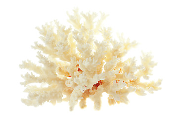 Image showing Branchy Coral