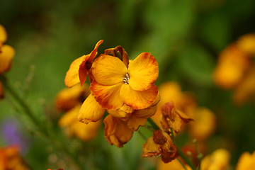 Image showing Flowers