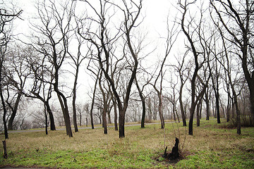 Image showing Bare trees