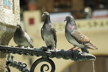 Image showing Three doves on tap