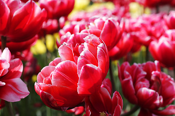 Image showing Floral background red tulips