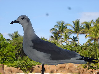 Image showing Seagull