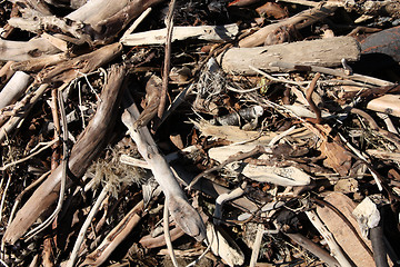 Image showing Driftwood