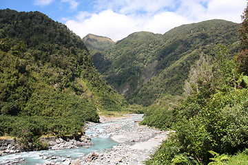 Image showing New Zealand rainforest