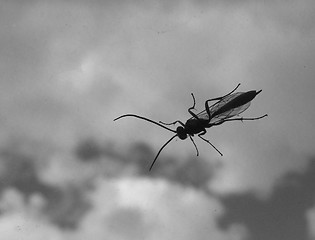 Image showing insect on car window