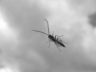 Image showing insect on car window II