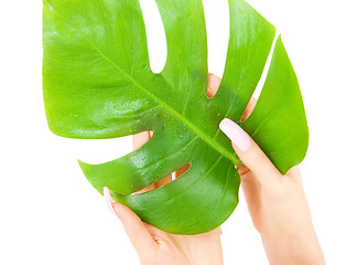 Image showing female hands with green leaf