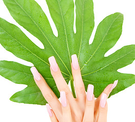 Image showing female hands with green leaf