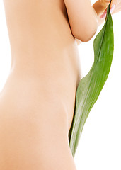 Image showing female torso with green leaf over white