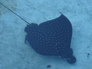 Image showing Spotted Stingray