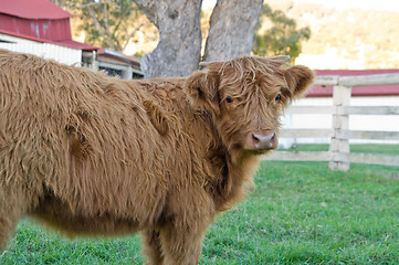 Image showing highland cow on the farm