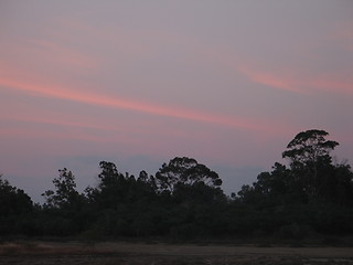 Image showing Trees and skies 2. Larnaca. Cyprus