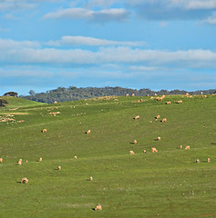 Image showing sheep in the field