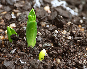 Image showing little sprout bud in garden