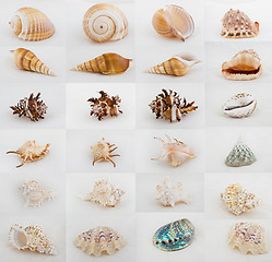 Image showing seashell assortment collection 