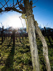 Image showing Bare grapevines