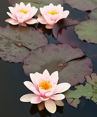 Image showing Lilly pond flower