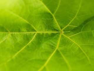 Image showing Leaf macro