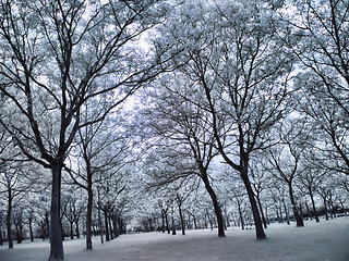 Image showing Infrared forest