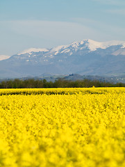 Image showing Rape field and mountains